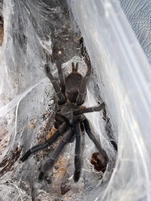 Verkaufe zwei wunderschöne Vogelspinnen: 0.1 Vitalius chromatus & 0.1 Chilobrachys dyscolus (Black)