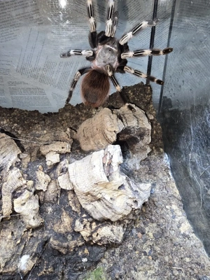 Verkaufe zwei wunderschöne Vogelspinnen: 0.1 Vitalius chromatus & 0.1 Chilobrachys dyscolus (Black)