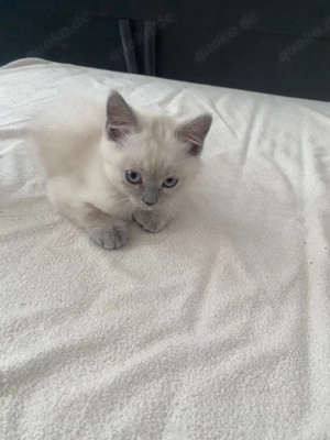 6 wunderschöne Kitten BKH mix Siam und blue point ( nur noch 4 kitten )