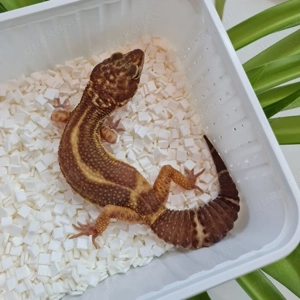 Leopardgecko BN MT TA adult