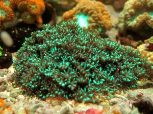 Korallenableger- Ofwegenum verseveldti blaue Weichkoralle