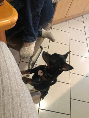 Rehpinscher(Zwergpinscher)