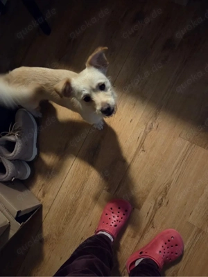 7 monate alter mischlings rüde