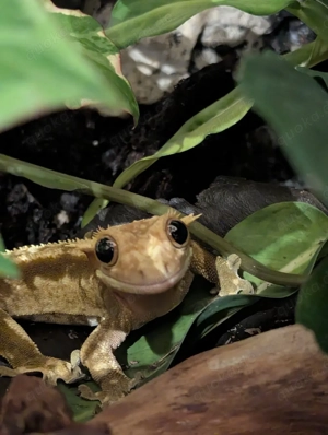 Verkaufe Kronengecko