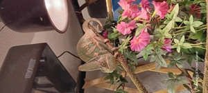 Jemenchamälion mänchen 