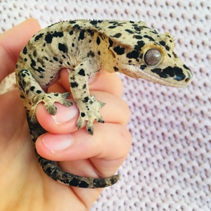 1.0 Super Dalmatiner Kronengecko