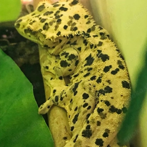 1.0 Super Dalmatiner Kronengecko Bild 4
