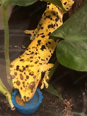 1.0 Super Dalmatiner Kronengecko Bild 5