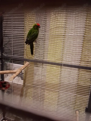 4 Ziegensittiche zusammen abzugeben 