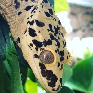 1.0 Super Dalmatiner Kronengecko Bild 2