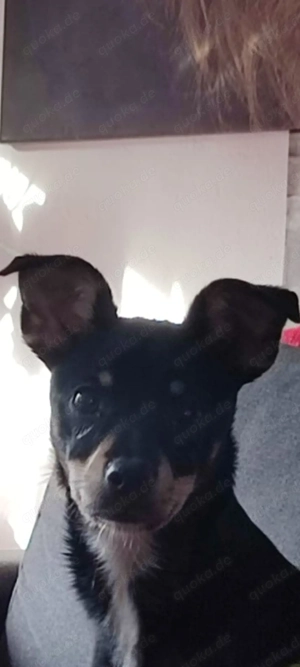 Zwergpinscher Hündin 