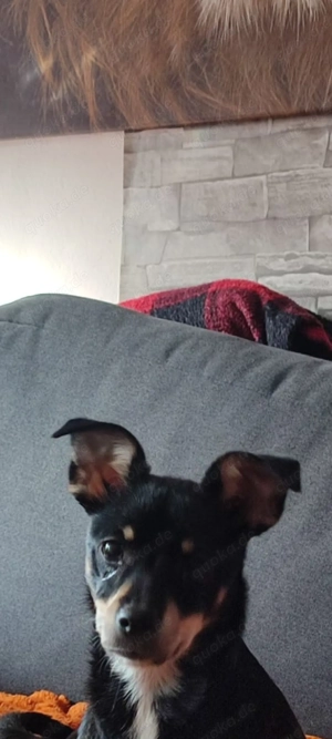 Zwergpinscher Hündin 