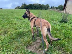 Malinois Hündin Ayla
