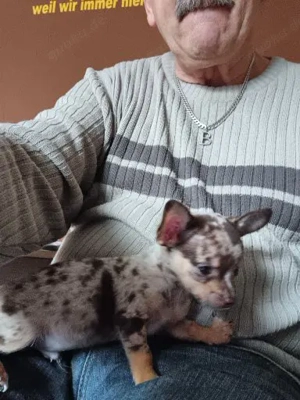 Zwei kleine süße Hunde Bild 2