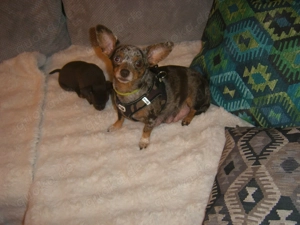 Zwei kleine süße Hunde Bild 3