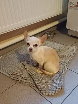 Zwei kleine süße Hunde Bild 4