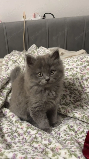 Kitten grau Birma Bkh 