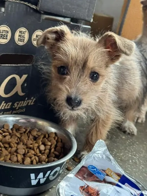 Felinchen - unsere liebe Mini-Strubbel-Maus