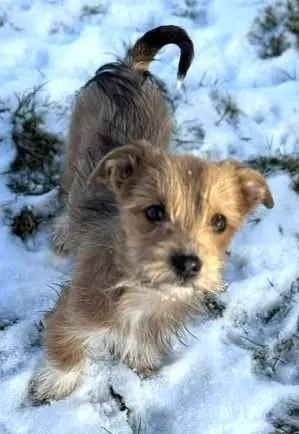Felinchen - unsere liebe Mini-Strubbel-Maus
