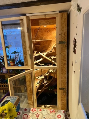 3 Kornnattern ( männlich)