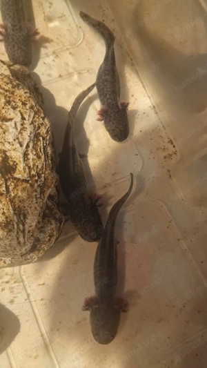 Axolotl Nachzuchten   Farbe Wildling   ca. 14 cm