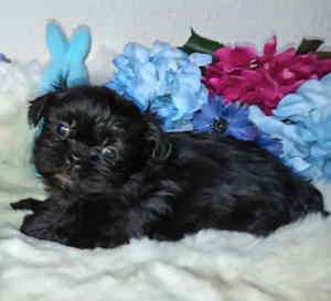 Shih tzu welpen mit ahnentafel 