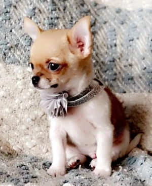 Bezaubernde Chihuahua-Welpen suchen ein liebevolles Zuhause   