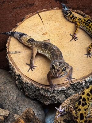 leopardgecko weibchen 