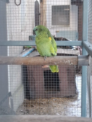 Blaustirnamazone, Papagei, Henne, Vogel