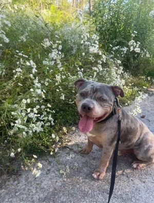 Pocket   American Bully Tricolor Merle   sucht sein passendes Zuhause