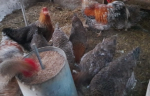 Bruteier Bielefelder Kennhühner gross Zweinutzungsrasse