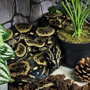 1.1 Boa Constrictor longicauda high yellow proven breeder 