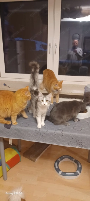  1 XL Maine Coon Dame