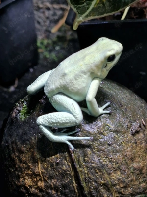 Phyllobates terribilis "Mint"  Richtige MInt