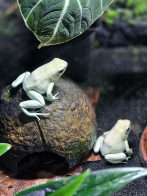 Phyllobates terribilis "Mint"  Richtige Mint Bild 2