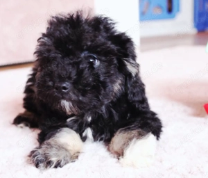 Toypudel Bishpoo  Pooshon  tricolor.Abgabebereit. (