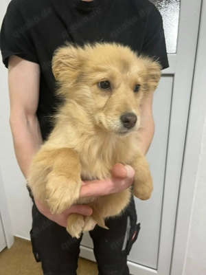 Simba   kleine Entdeckerin sucht ihr Für-immer-Zuhause