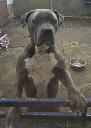 American Bully Xl Welpe 10 monate Hündin 