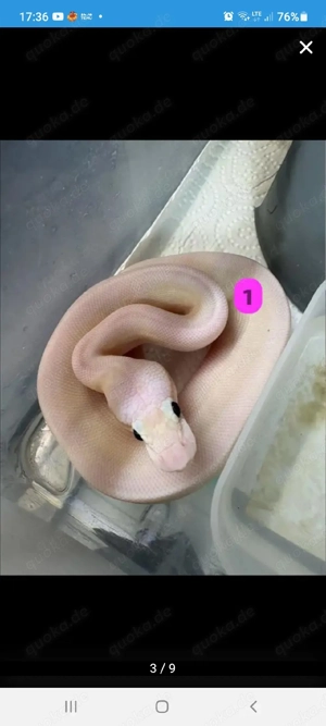 suche königspython verkäufer