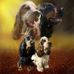 Cocker Spaniel  Bild 2