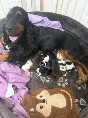 Cocker Spaniel  Bild 3