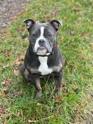 Old English Bulldog sucht für immer Zuhause 