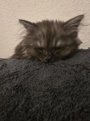 Letzte Mädchen BLH Mix Bild 2