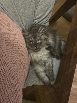 Letzte Mädchen BLH Mix Bild 3