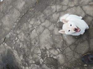 Shiba Inu Welpe in liebevolle Hände abzugeben 