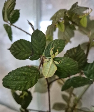 Wandelnden Blätter (Phyllium philippinicum)