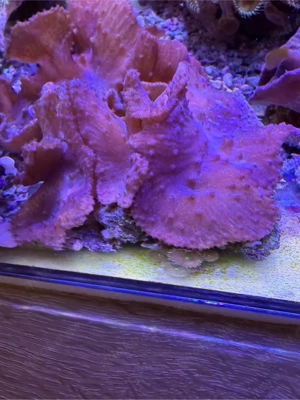 Schöne Meerwasser Koralle abzugeben