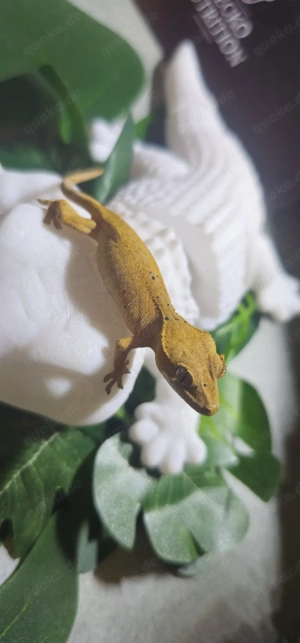 Geckonauten 2025 suchen ihr für immer Home 