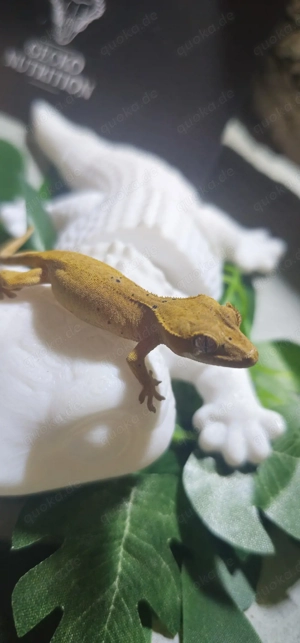 Geckonauten 2025 suchen ihr für immer Home 