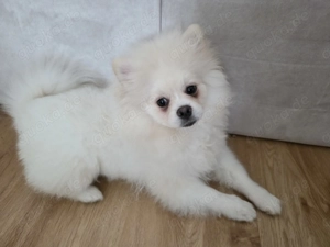 Pomeranian Welpe 
